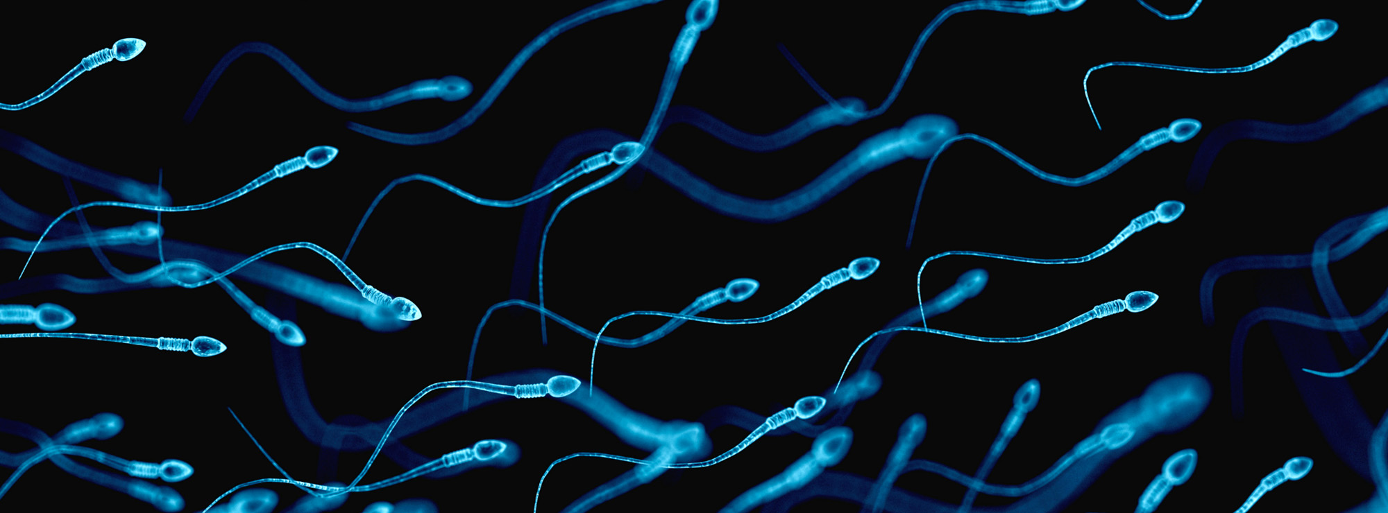 Artificial sperm breakthrough gives infertile men new hope 311 Institute
