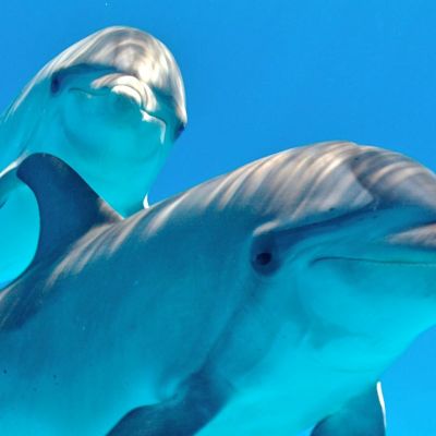 article_dolphin