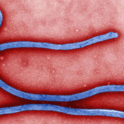 article_ebola_contagiousvaccine