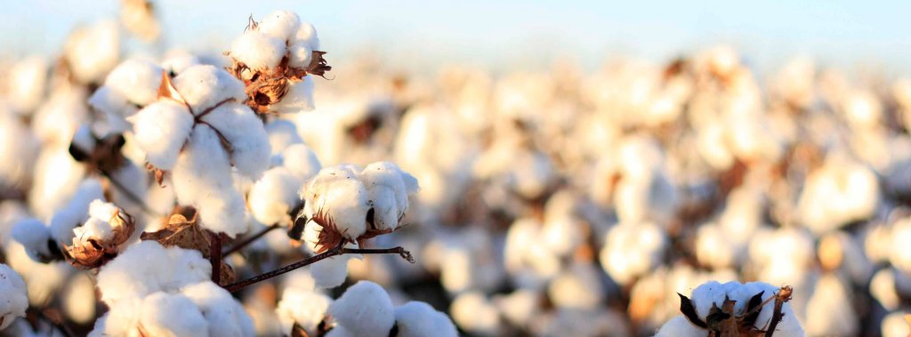 Microbial treatment versus traditional fertiliser treatment