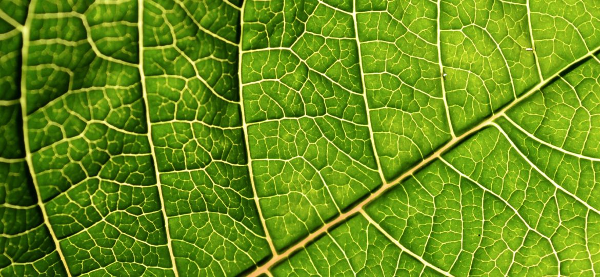 artificial_leaf