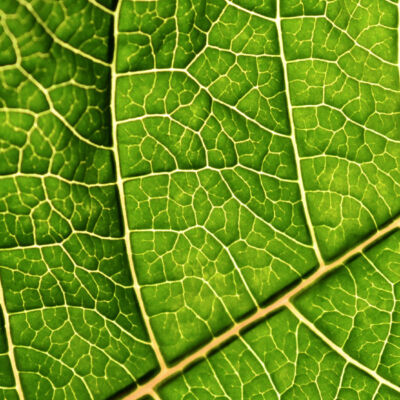 artificial_leaf