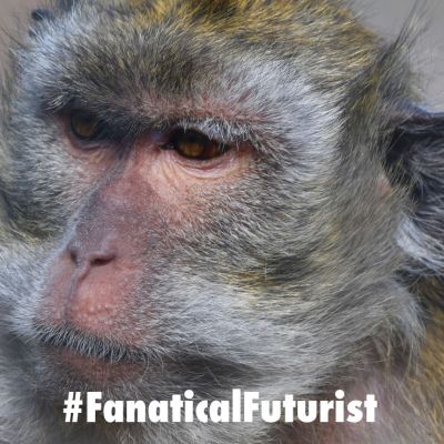 Futurist_macac_monkey