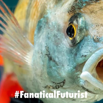 Futurist_fishrobot