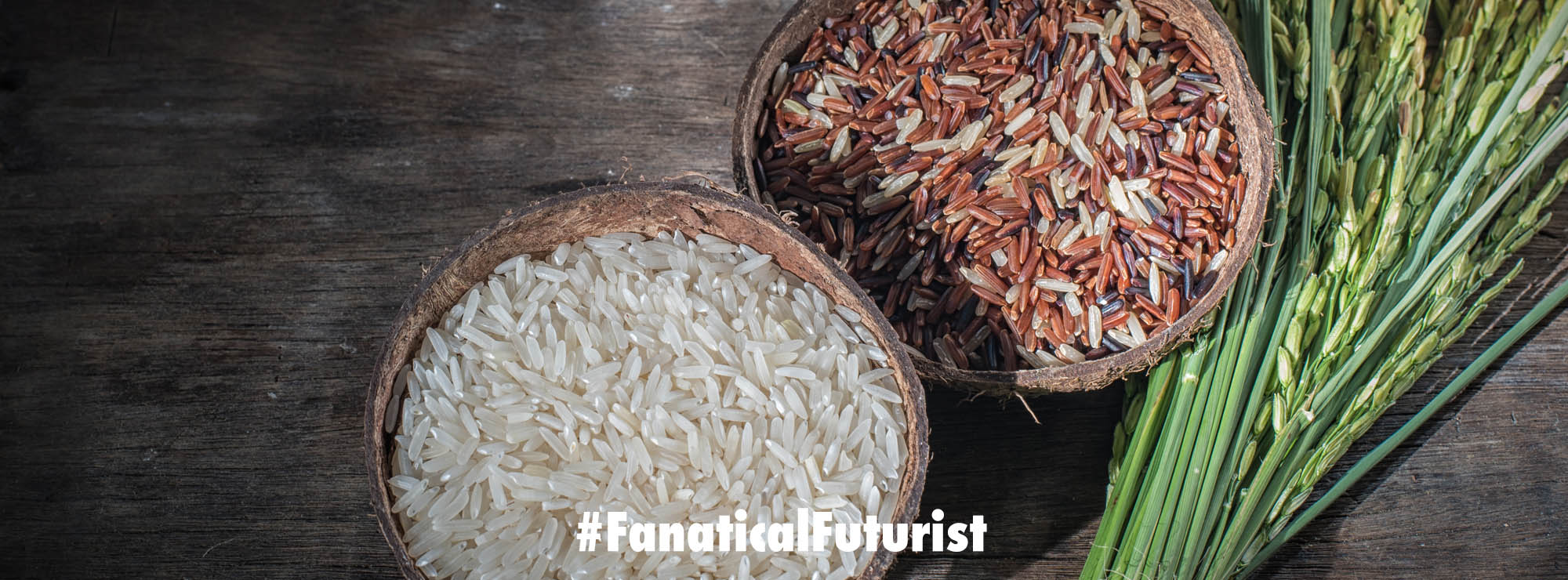 Vertically farmed rice opens the door to guaranteed food security in ...