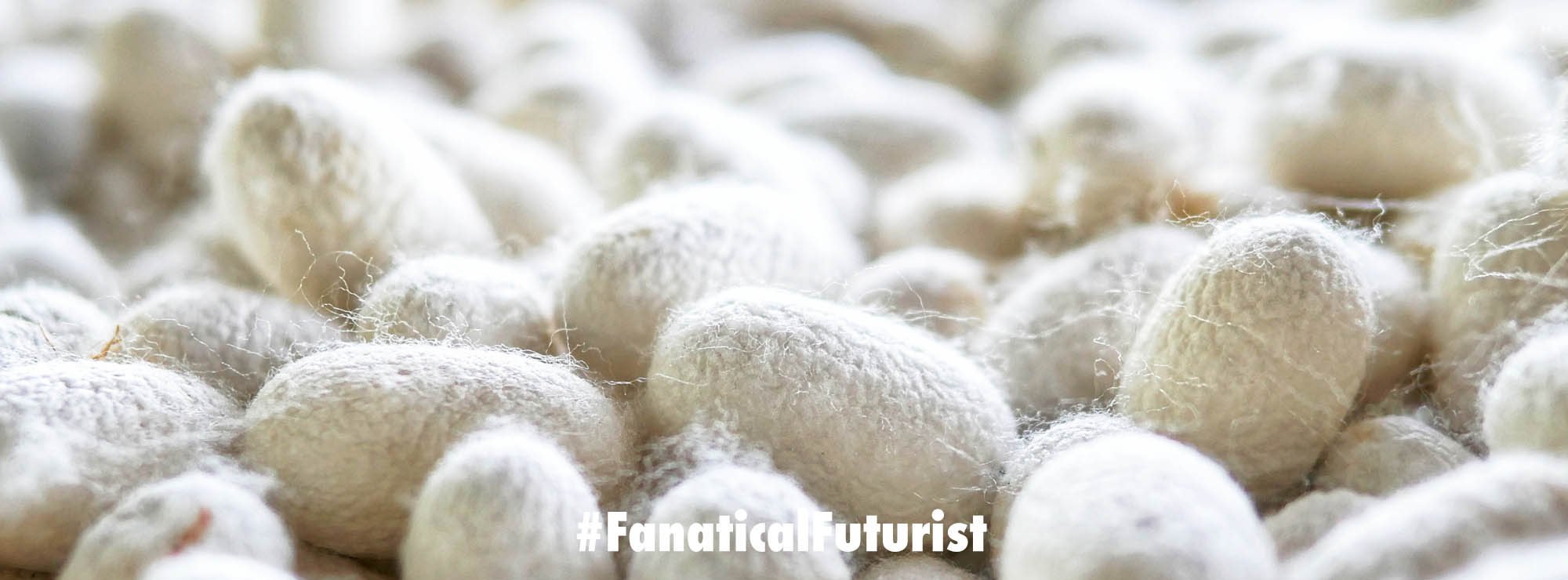 These transgenic silk worms spin spider silk six times tougher than