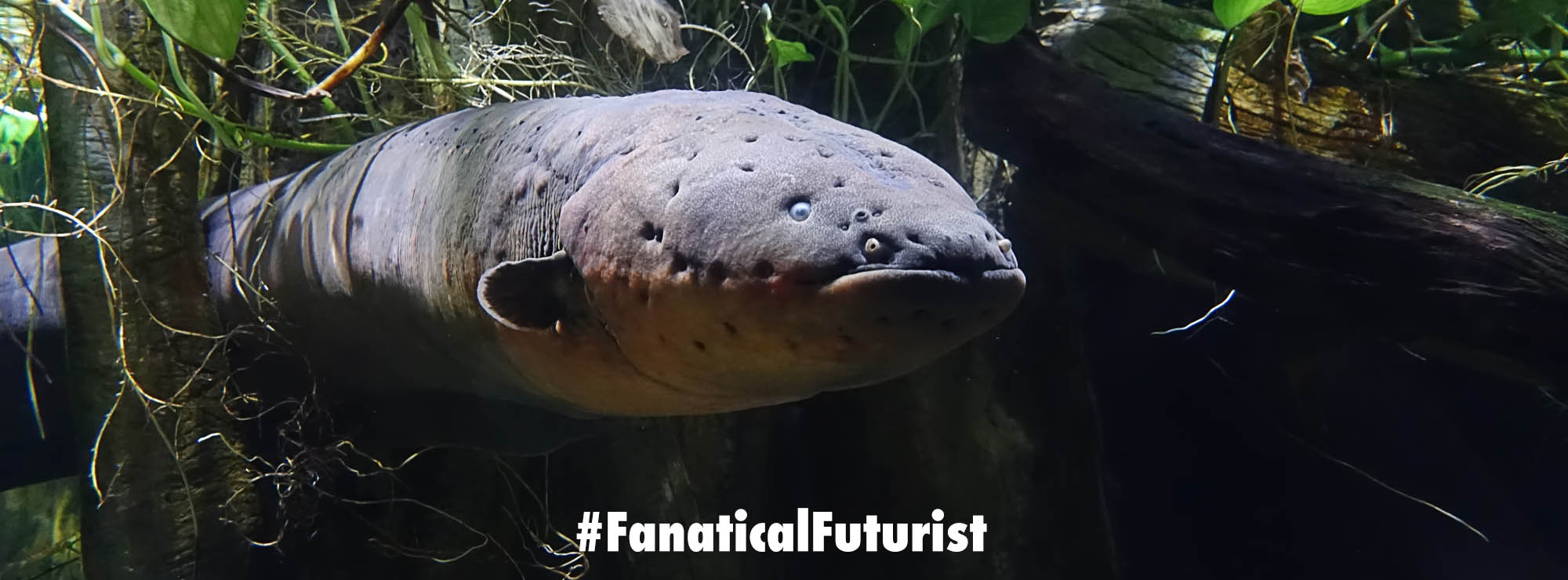 New study confirms that zaps from electric eels transfer new genes into animals 311 Institute