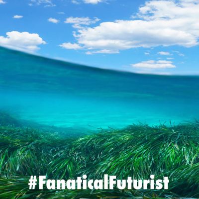 Futurist_seagrasshopper